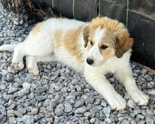 CAYA, Hund, Herdenschutzhund-Mix in Griechenland - Bild 6