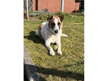 TAAVI, Hund, Mischlingshund in Nufringen - Bild 1