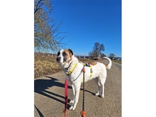TAAVI, Hund, Mischlingshund in Nufringen - Bild 2