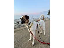 TAAVI, Hund, Mischlingshund in Nufringen - Bild 3