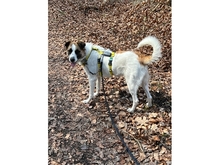 TAAVI, Hund, Mischlingshund in Nufringen - Bild 4