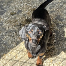 DINKY, Hund, Zwergdackel in Ungarn - Bild 1
