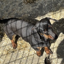DINKY, Hund, Zwergdackel in Ungarn - Bild 2