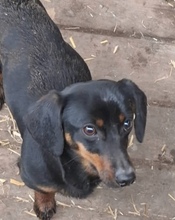DINKY, Hund, Zwergdackel in Ungarn - Bild 3