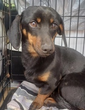 DINKY, Hund, Zwergdackel in Ungarn - Bild 4