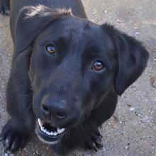 PUMPKIN, Hund, Mischlingshund in Kroatien - Bild 1