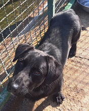 PUMPKIN, Hund, Mischlingshund in Kroatien - Bild 2