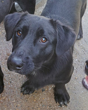 PUMPKIN, Hund, Mischlingshund in Kroatien - Bild 4