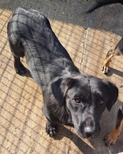 PUMPKIN, Hund, Mischlingshund in Kroatien - Bild 5