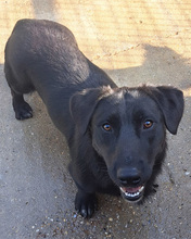 PUMPKIN, Hund, Mischlingshund in Kroatien - Bild 6