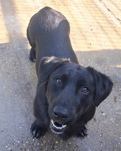 PUMPKIN, Hund, Mischlingshund in Kroatien - Bild 7