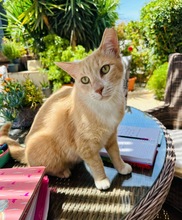 SIMBALUKAS, Katze, Europäisch Kurzhaar in Zypern - Bild 1