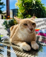 SIMBALUKAS, Katze, Europäisch Kurzhaar in Zypern - Bild 2