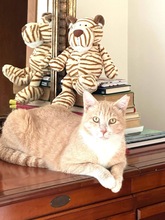 SIMBALUKAS, Katze, Europäisch Kurzhaar in Zypern - Bild 3