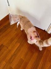 SIMBALUKAS, Katze, Europäisch Kurzhaar in Zypern - Bild 4