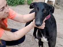 TALCO, Hund, Galgo Español in Langenlonsheim - Bild 1