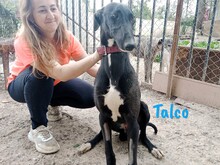 TALCO, Hund, Galgo Español in Langenlonsheim - Bild 2