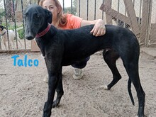 TALCO, Hund, Galgo Español in Langenlonsheim - Bild 3