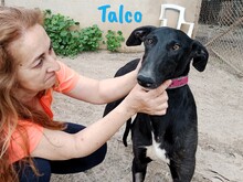 TALCO, Hund, Galgo Español in Langenlonsheim - Bild 4