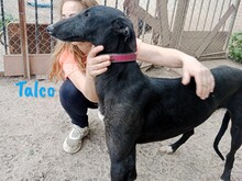 TALCO, Hund, Galgo Español in Langenlonsheim - Bild 5