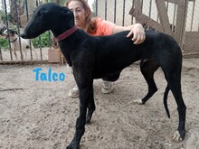 TALCO, Hund, Galgo Español in Langenlonsheim - Bild 6