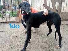 TALCO, Hund, Galgo Español in Langenlonsheim - Bild 8