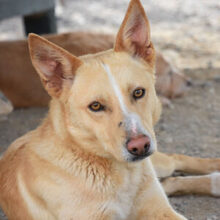 BISCUIT, Hund, Mischlingshund in Oberursel - Bild 1
