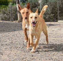BISCUIT, Hund, Mischlingshund in Oberursel - Bild 2
