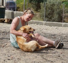 BISCUIT, Hund, Mischlingshund in Oberursel - Bild 3
