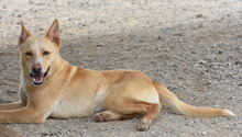 BISCUIT, Hund, Mischlingshund in Oberursel - Bild 4