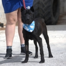 LENA, Hund, Mischlingshund in Spanien - Bild 3