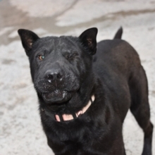 LENA, Hund, Mischlingshund in Spanien - Bild 4