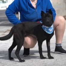 LENA, Hund, Mischlingshund in Spanien - Bild 5