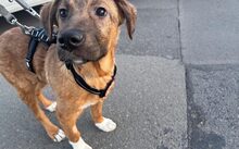 SAMSON, Hund, Mischlingshund in Kassel - Bild 2