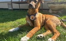 SAMSON, Hund, Mischlingshund in Kassel - Bild 4