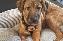 SAMSON, Hund, Mischlingshund in Kassel - Bild 5