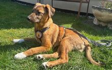 SAMSON, Hund, Mischlingshund in Kassel - Bild 6