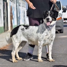 THELMA, Hund, Herdenschutzhund in Spanien - Bild 2