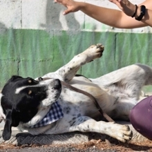 THELMA, Hund, Herdenschutzhund in Spanien - Bild 3