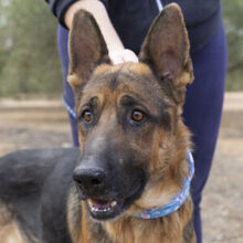 CONAN, Hund, Deutscher Schäferhund in Spanien - Bild 1