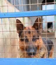 CONAN, Hund, Deutscher Schäferhund in Spanien - Bild 2