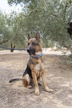 CONAN, Hund, Deutscher Schäferhund in Spanien - Bild 3