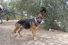 CONAN, Hund, Deutscher Schäferhund in Spanien - Bild 4