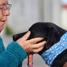 BRUNO, Hund, Mischlingshund in Spanien - Bild 4
