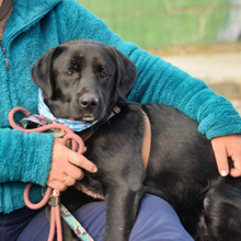 BRUNO, Hund, Mischlingshund in Spanien - Bild 5