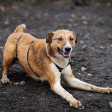 MUZA, Hund, Mischlingshund in Rumänien - Bild 2