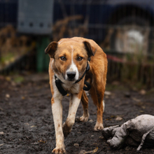 MUZA, Hund, Mischlingshund in Rumänien - Bild 3