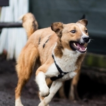 MUZA, Hund, Mischlingshund in Rumänien - Bild 4
