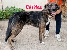 CARITAS, Hund, Mischlingshund in Spanien - Bild 1