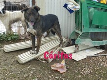 CARITAS, Hund, Mischlingshund in Spanien - Bild 10
